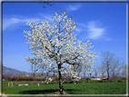 foto Ciliegi in fiore tra i Colli Asolani